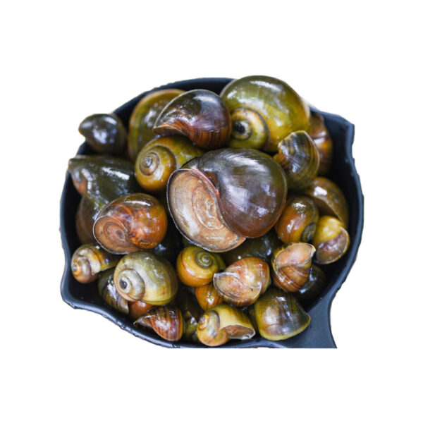 Apple Snail Meat