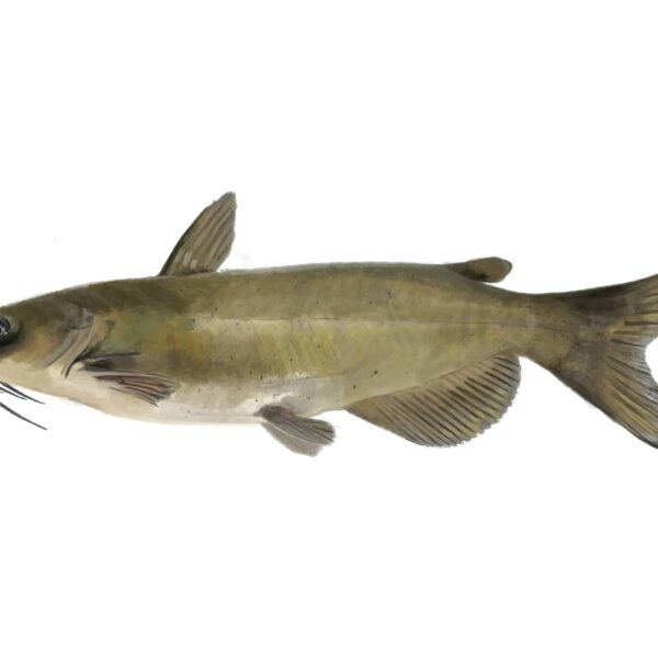 Catfish