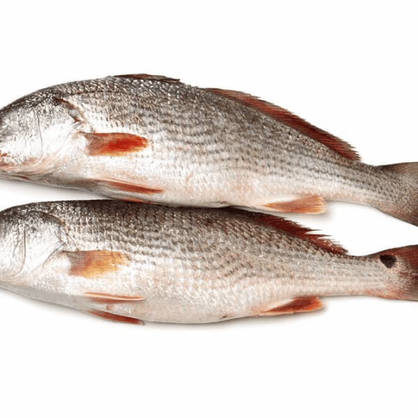 Croaker Fish