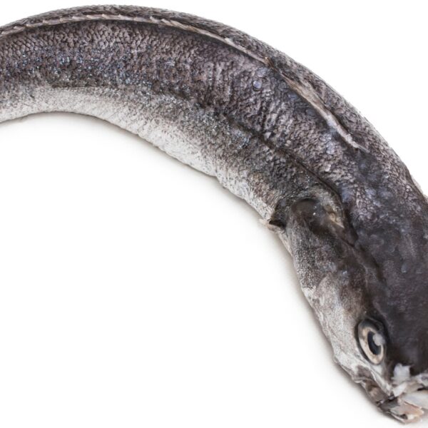 Hake Fish – Per kg