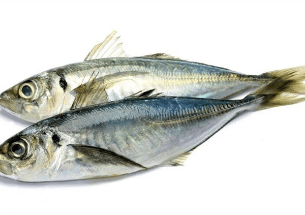 Horse Mackerel (Thomson/Kote) – Per kg