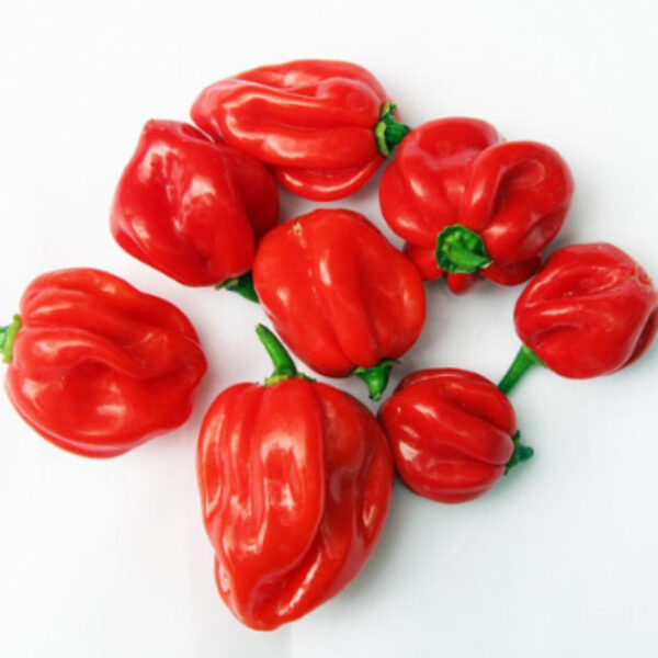 Hot pepper (rodo)
