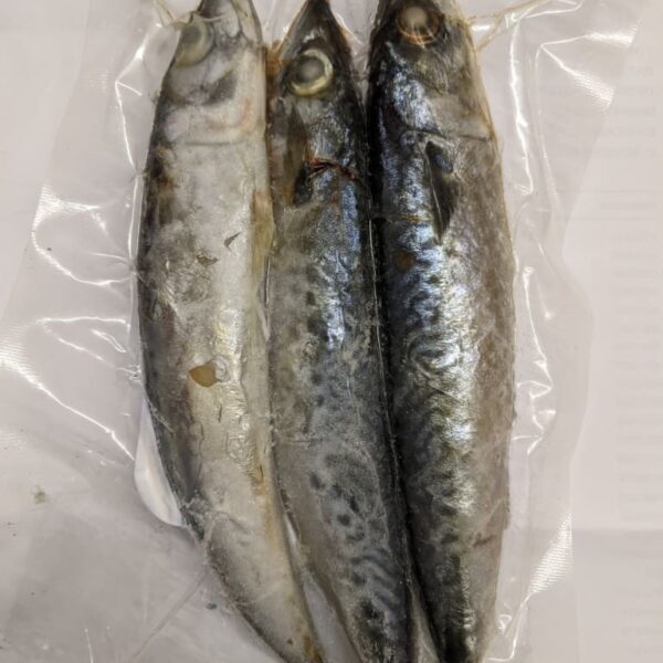 Mackerel Fish (3 in a bag)