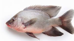 Tilapia Fish